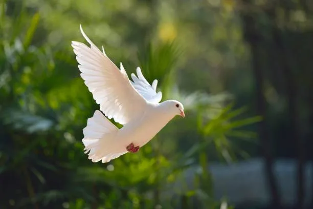 Colombe blanche en vol, symbole d'hommage lors de l'organisation d'obsèques à Frontignan par les pompes funèbres Balaruc Funéraire.